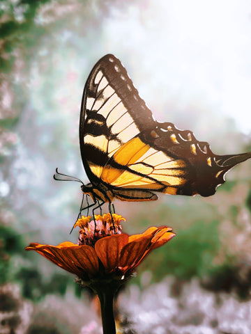 Tiger swallowtail and the Zenia