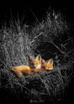Fox Kit Cuddles