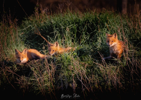 Three baby foxes