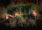 Three baby foxes