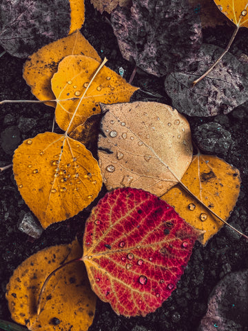 Dew drops on fallen leaves… just breathe, just breathe.